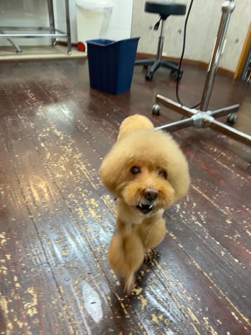 ここあちゃん🐩