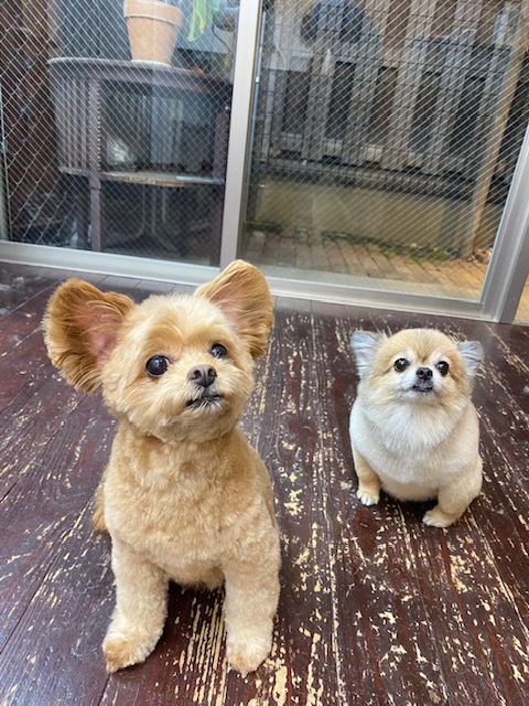 イルちゃん🐶アムちゃん🐶