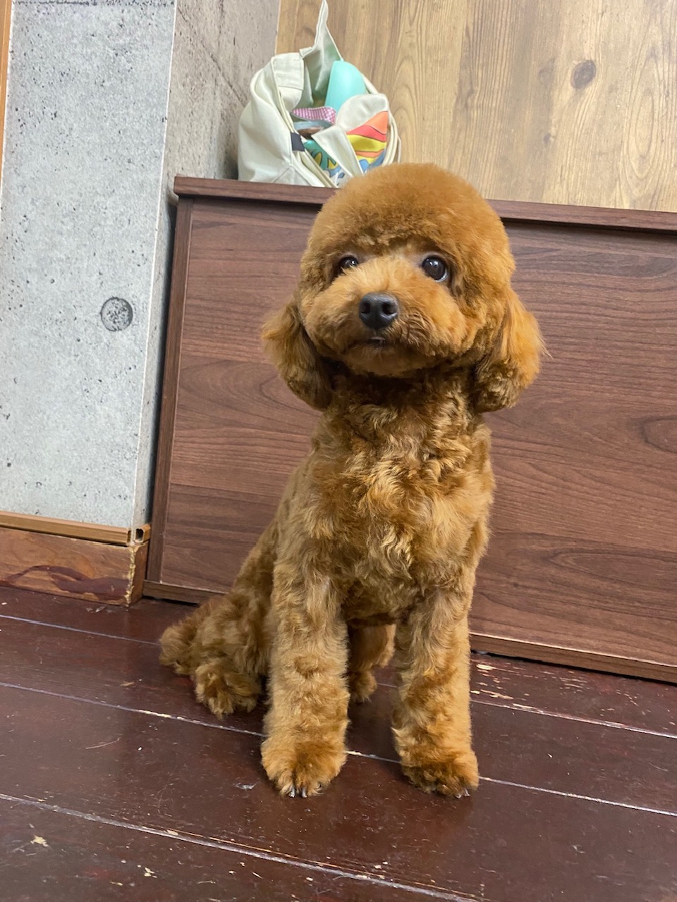 ぽんずちゃん🐩