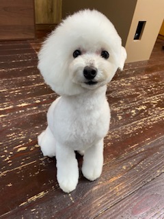 北斗ちゃん🐩