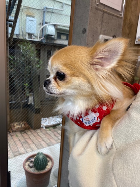 アニーちゃん🐶