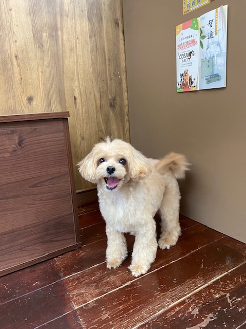 マロンちゃん🐶🐶