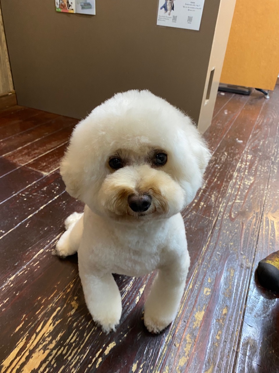 龍(りょう)ちゃん🐩