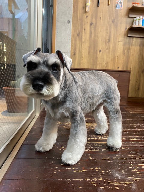 イーロンちゃん🐶