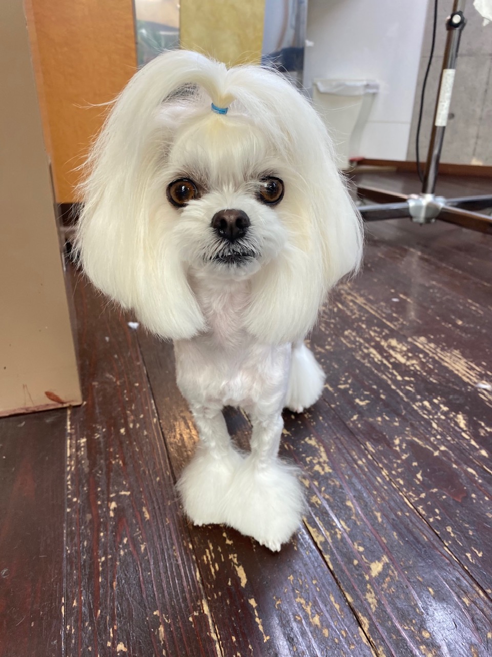 スカイちゃん🐶