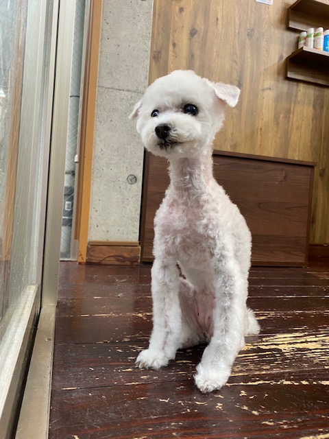 ましゅちゃん🐩