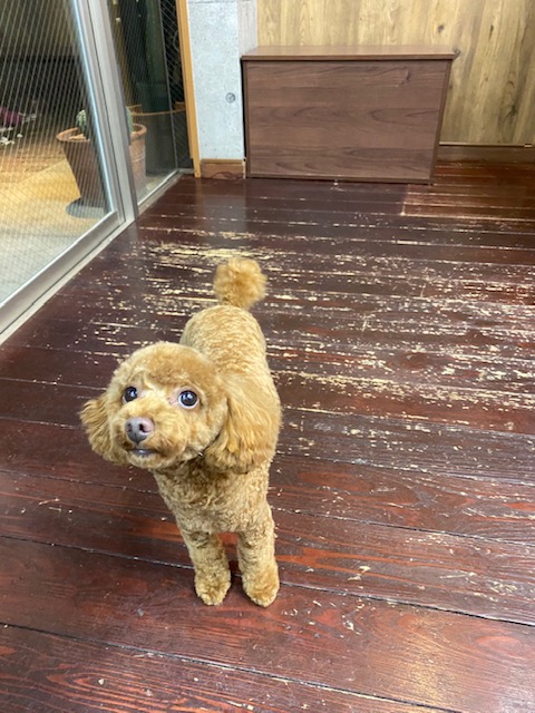 ひまるちゃん🐩