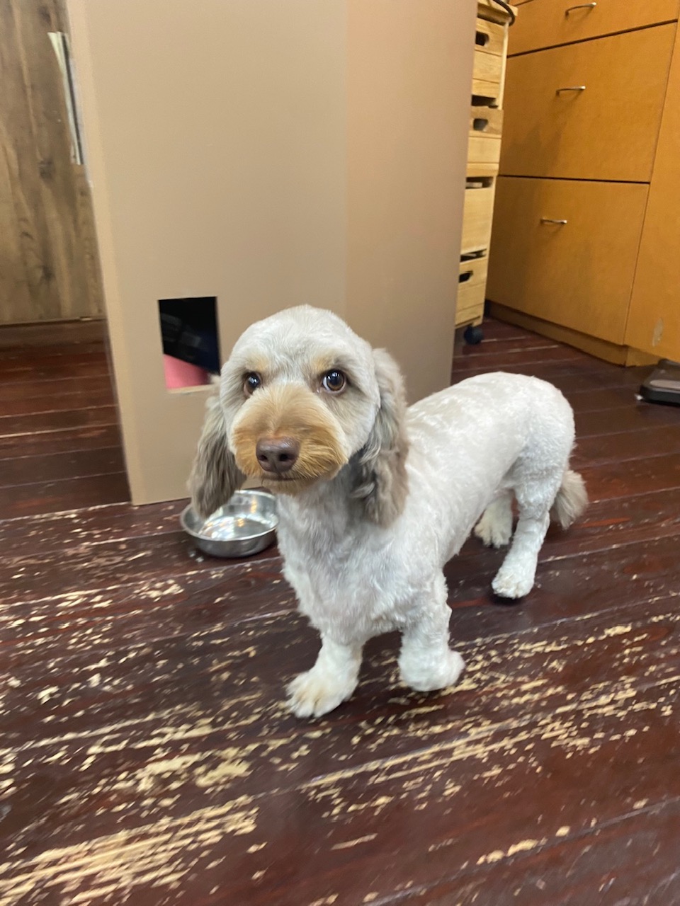 フランちゃん🐶