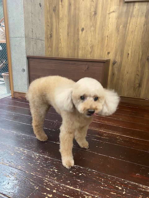 茶々丸ちゃん🐩