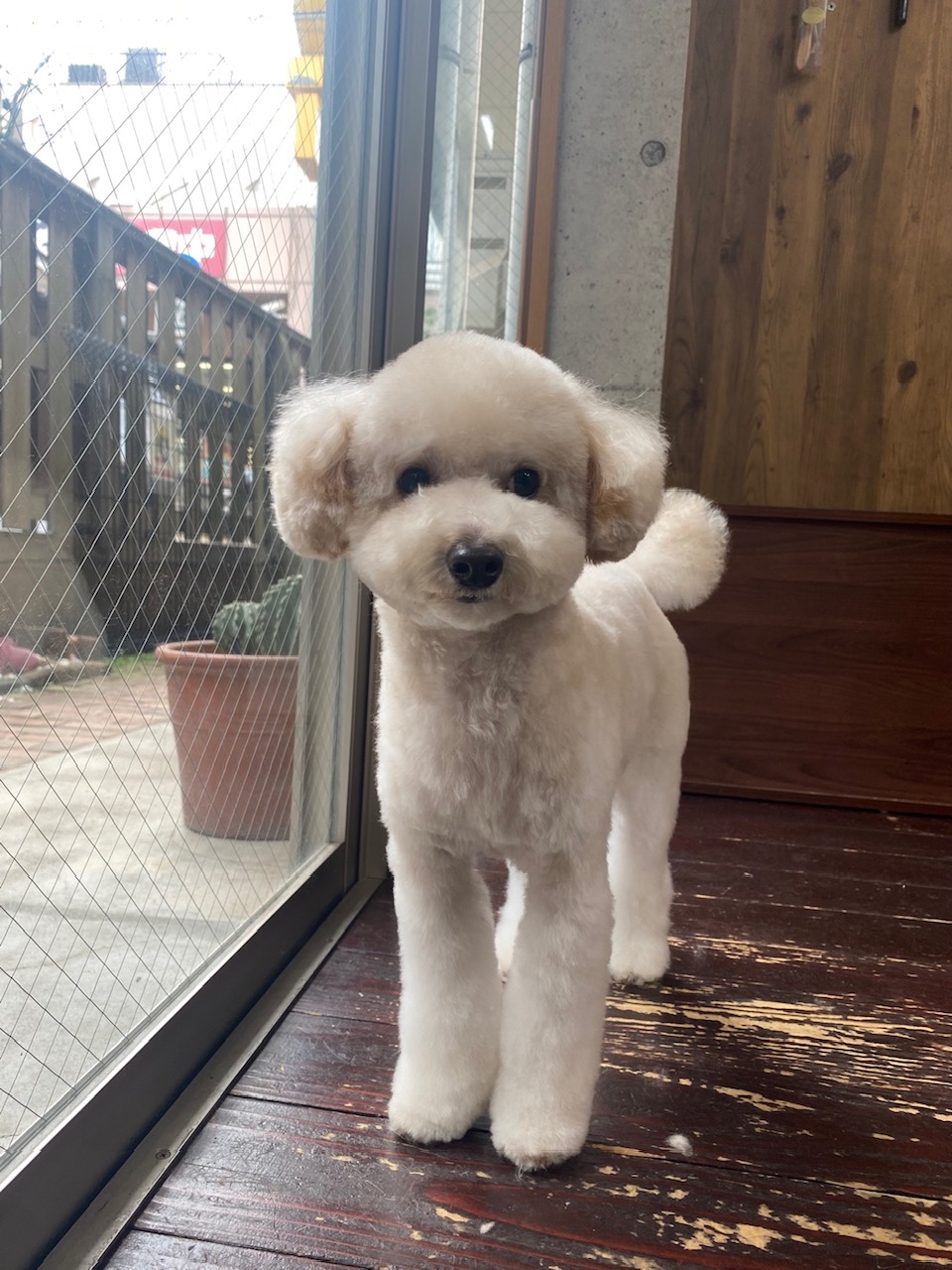 ベイリーちゃん🐩