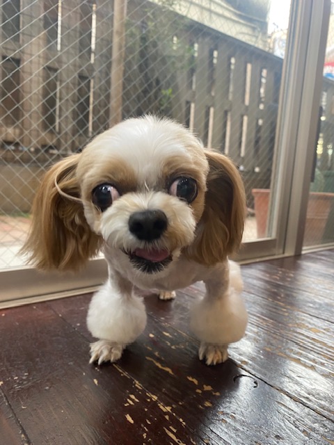 レオンちゃん🐶