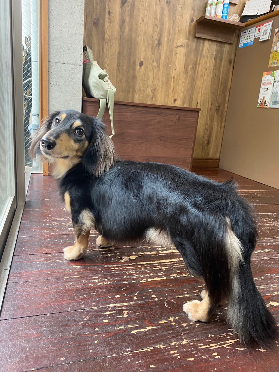 ホーリーちゃん🐶