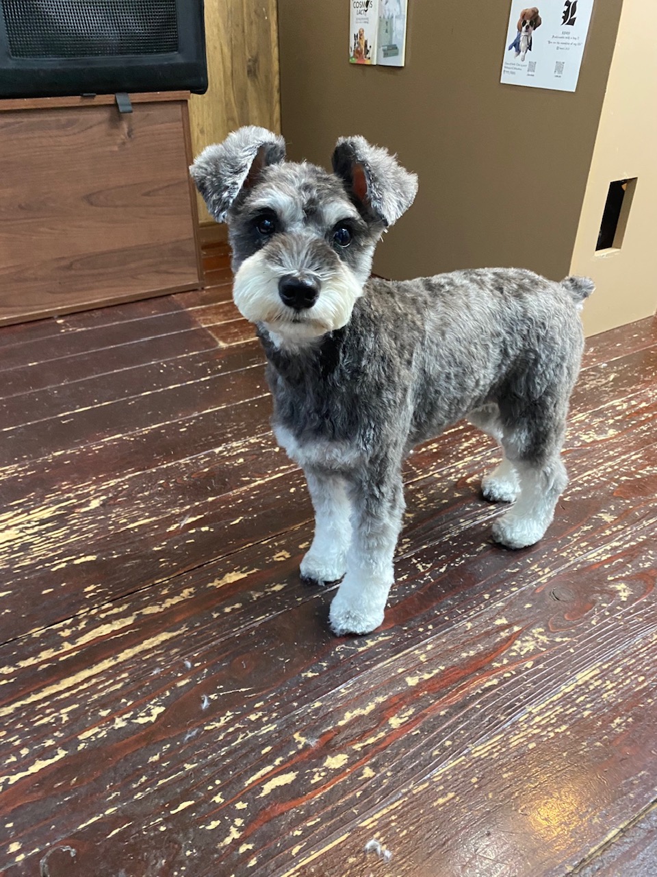 サニーちゃん🐶