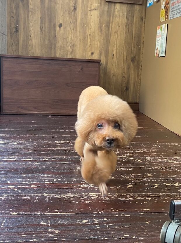 ここあちゃん🐩