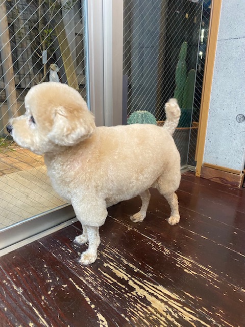 チップちゃん🐩