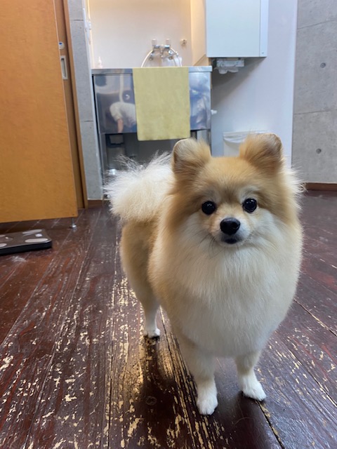 ふわんちゃん🐶