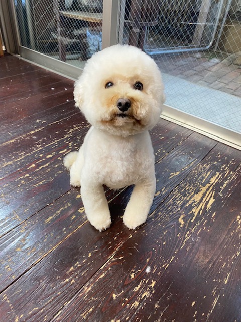 龍(りょう)ちゃん🐩