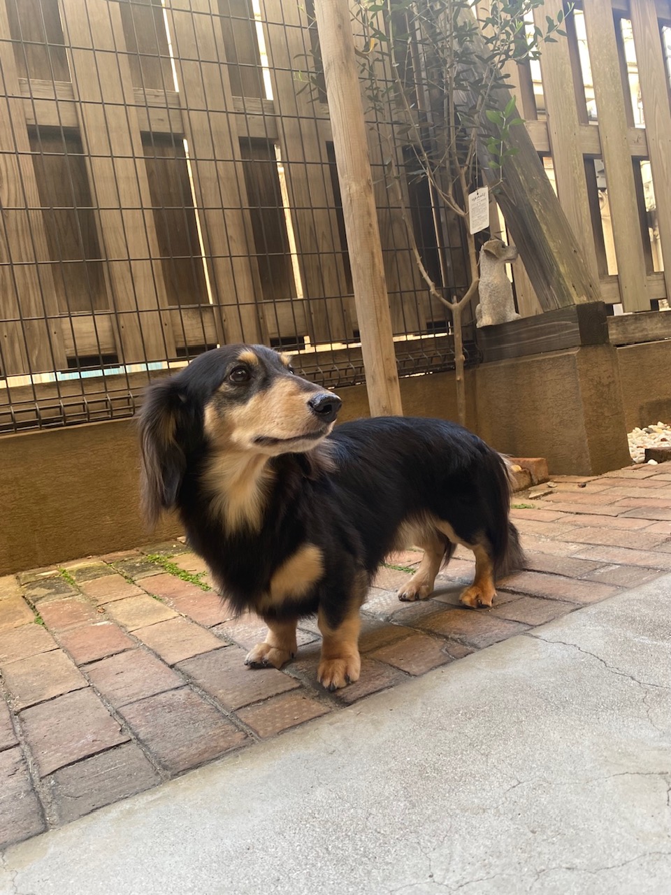 ホーリーちゃん🐶