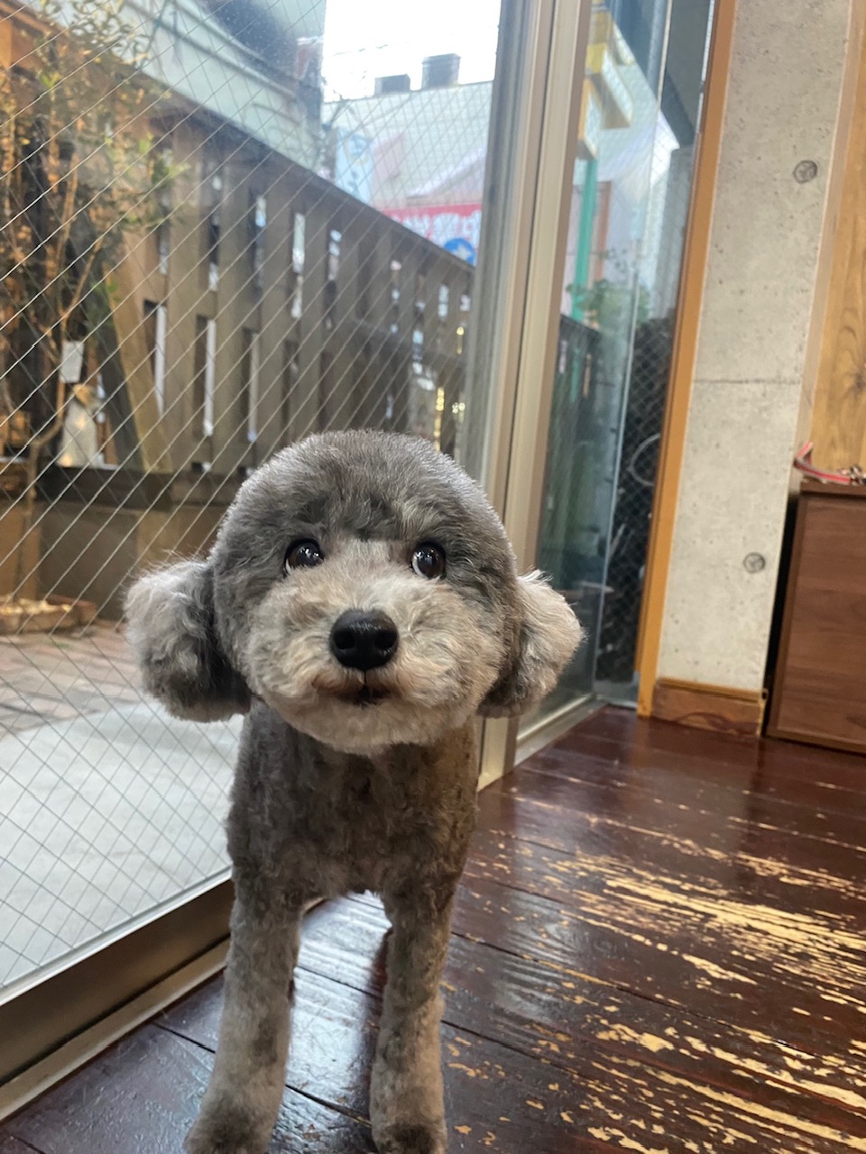 オハナちゃん🐩