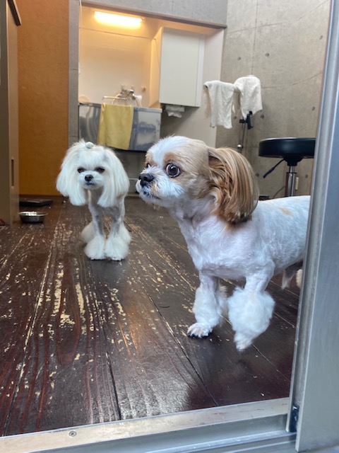 レオンちゃんとスカイちゃん🐶🐶