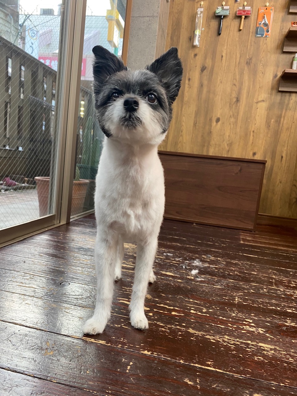 晴明(ハルミン)ちゃん🐶