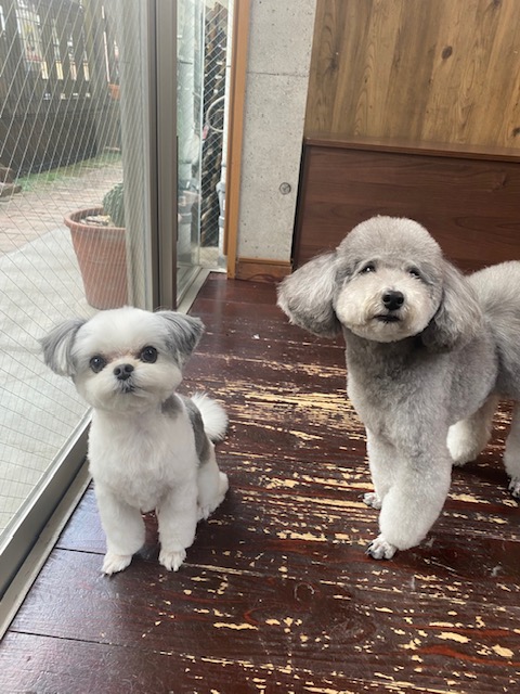 つくしちゃんと豆大福ちゃん🐶🐶