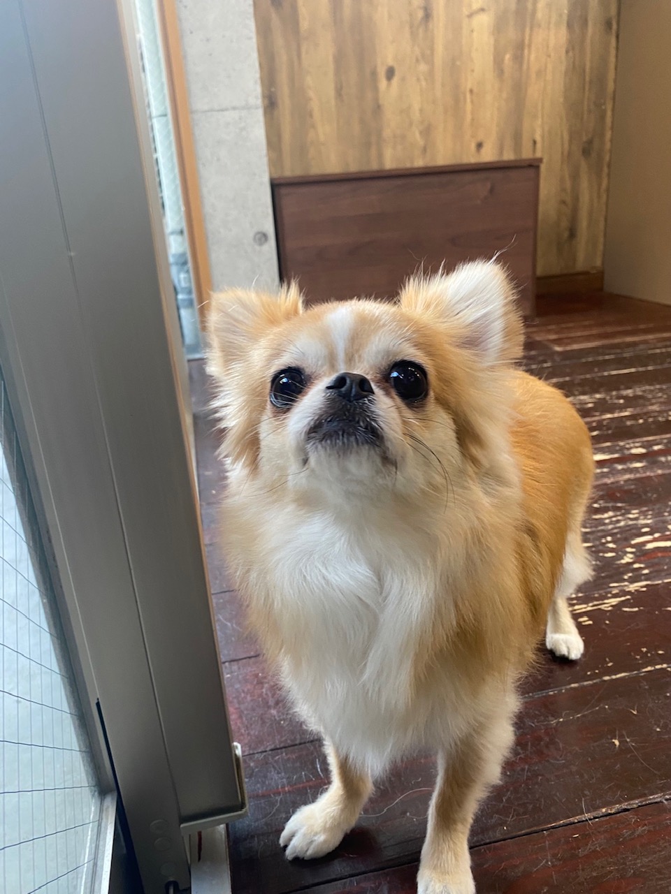 アニーちゃん🐶