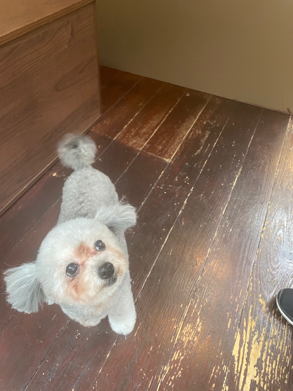 シルキーちゃん🐩