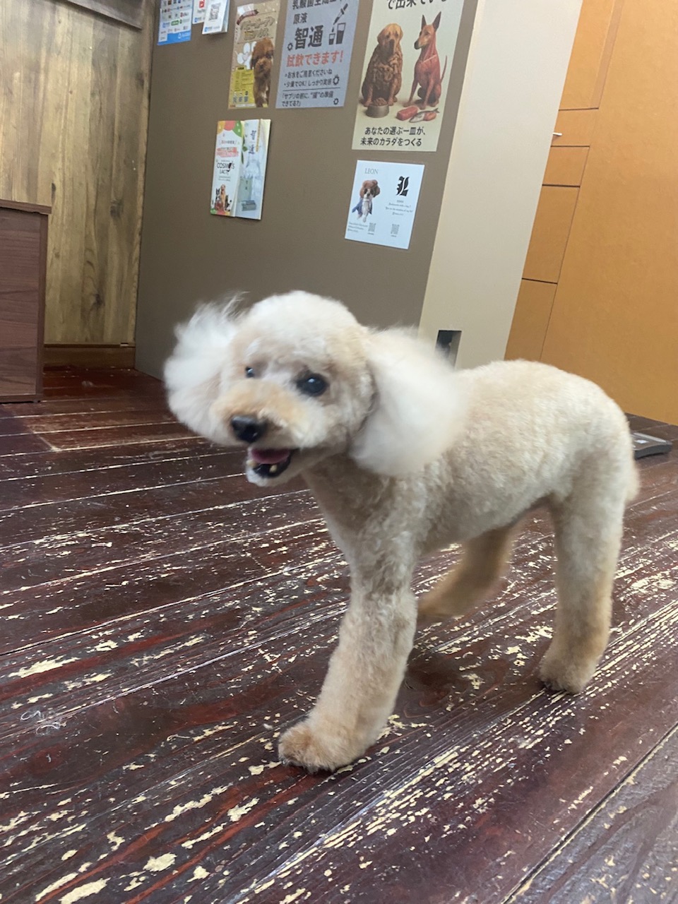 茶々丸ちゃん🐩