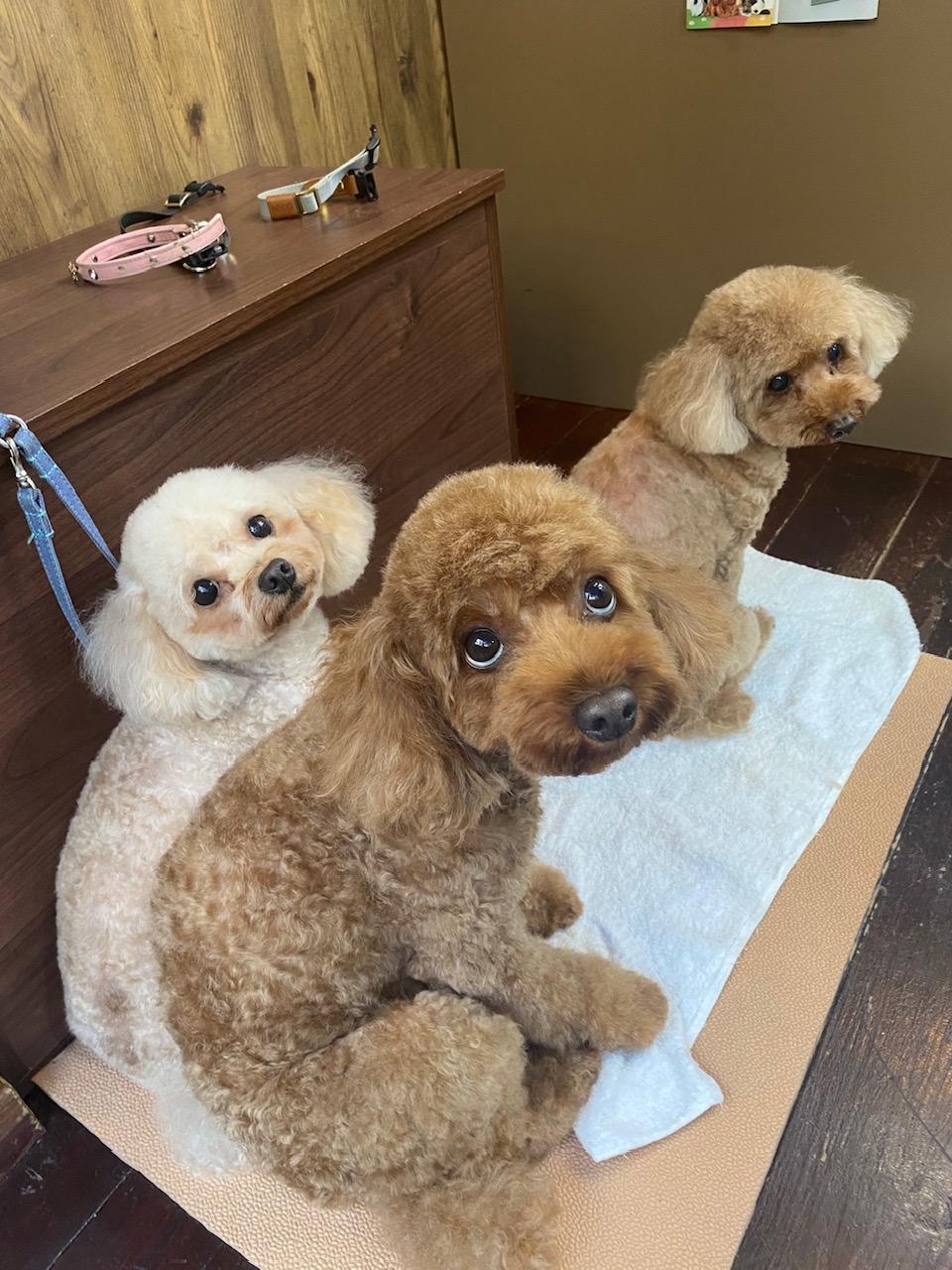 ニコ&シエル&チャコちゃん🐩🐩🐩