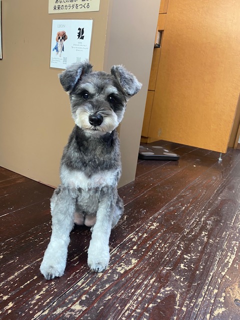 サニーちゃん🐶