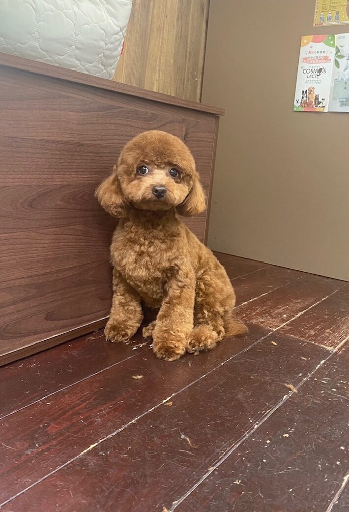 ぽんずちゃん🐩