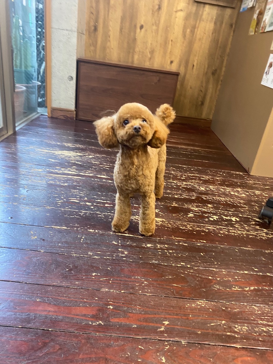 ひまるちゃん🐩