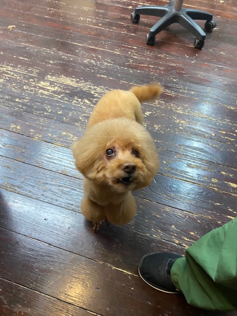 ここあちゃん🐩