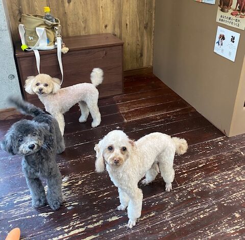 くろまめ＆くるみ＆せんべいちゃん🐩🐩🐩