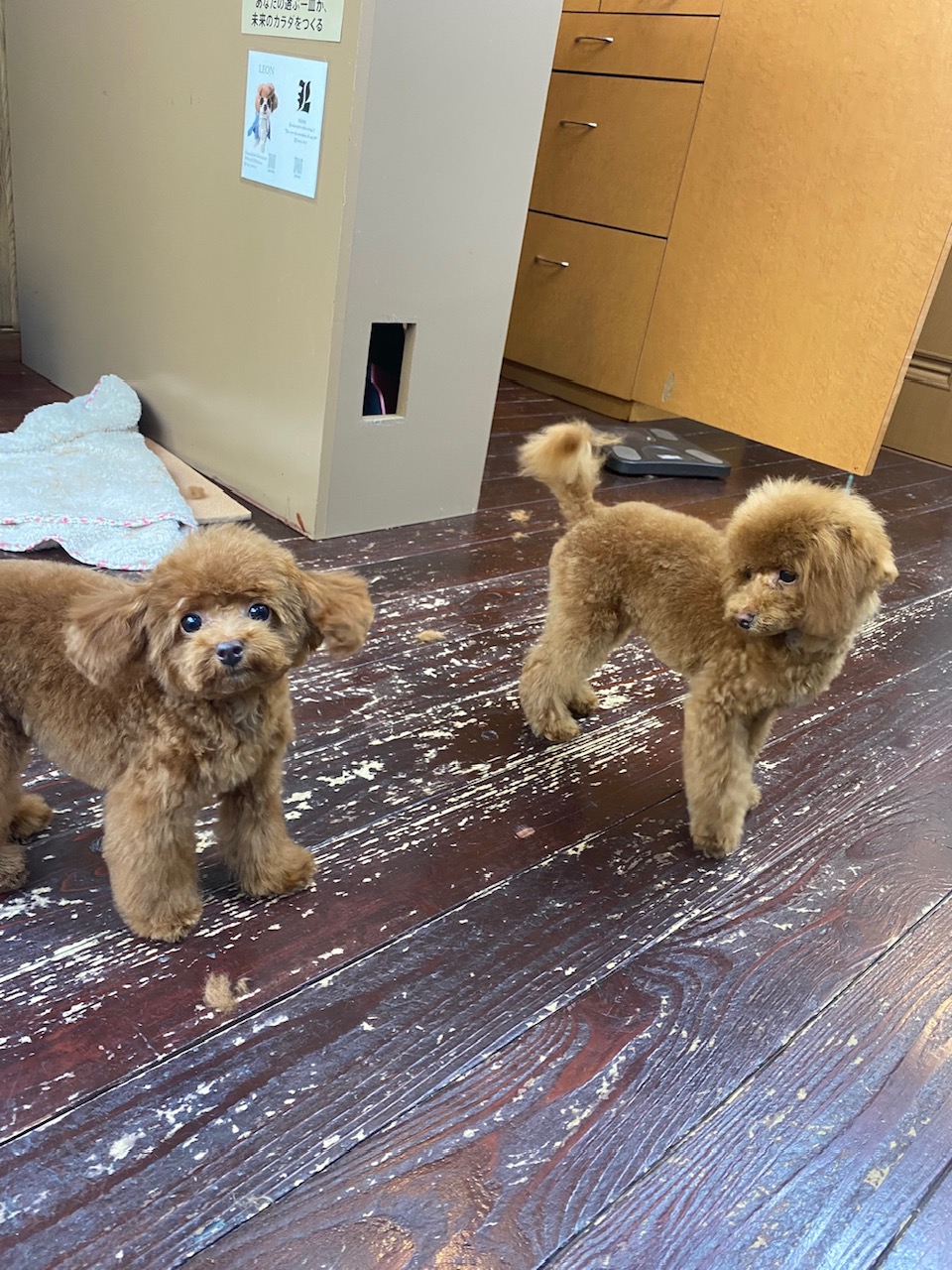 ワクちゃんとエマちゃん🐩🐩