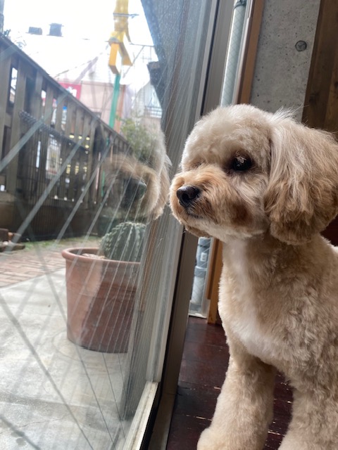 タルトちゃん🐶