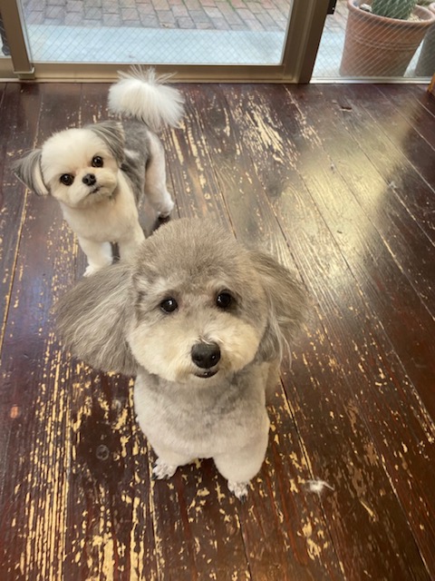 つくしちゃんと豆大福ちゃん🐶🐶