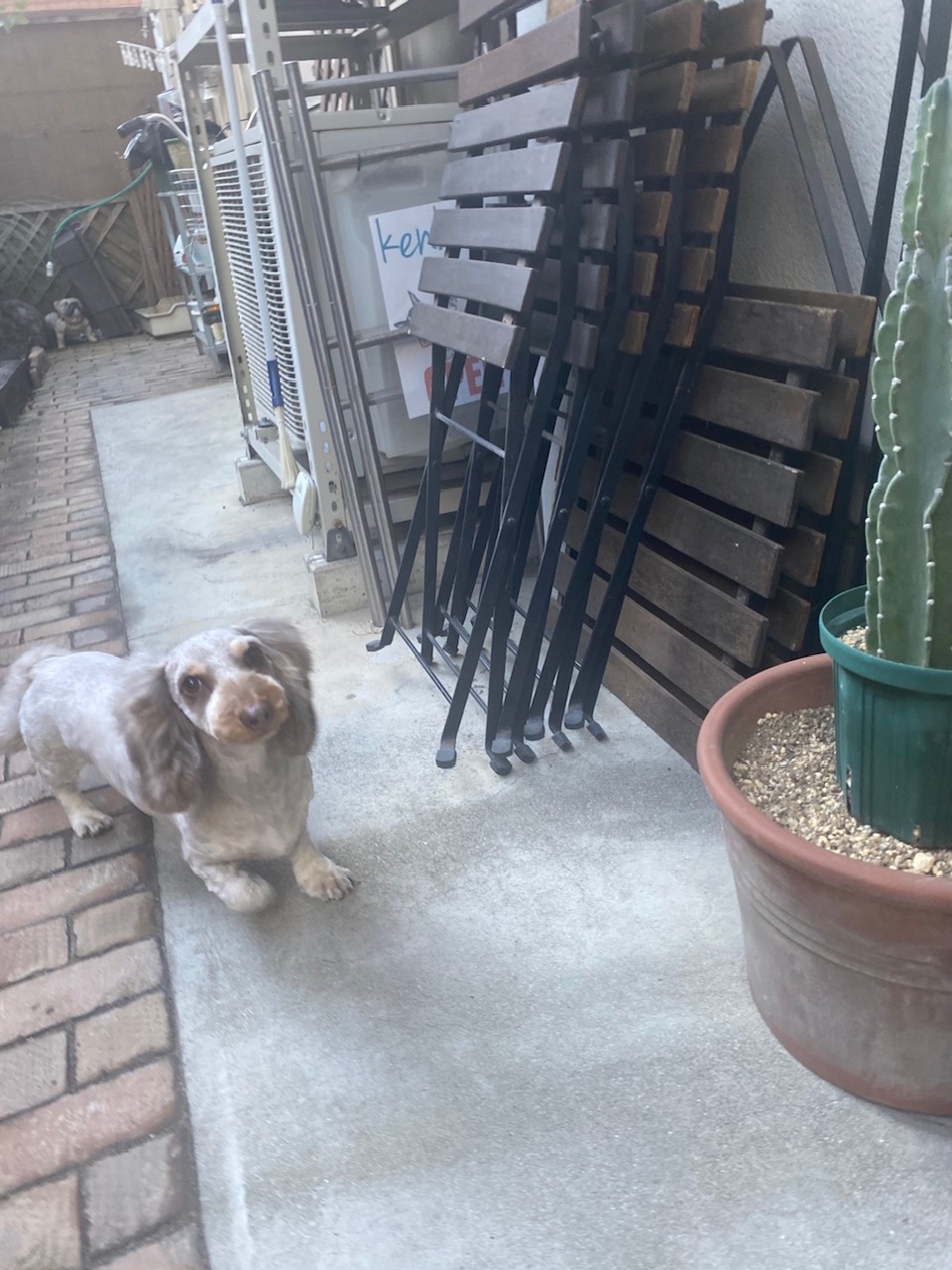 フランちゃん🐶