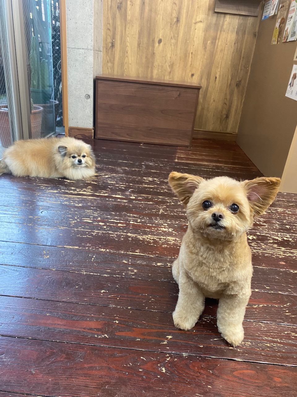 イルちゃんとアムちゃん🐶🐶