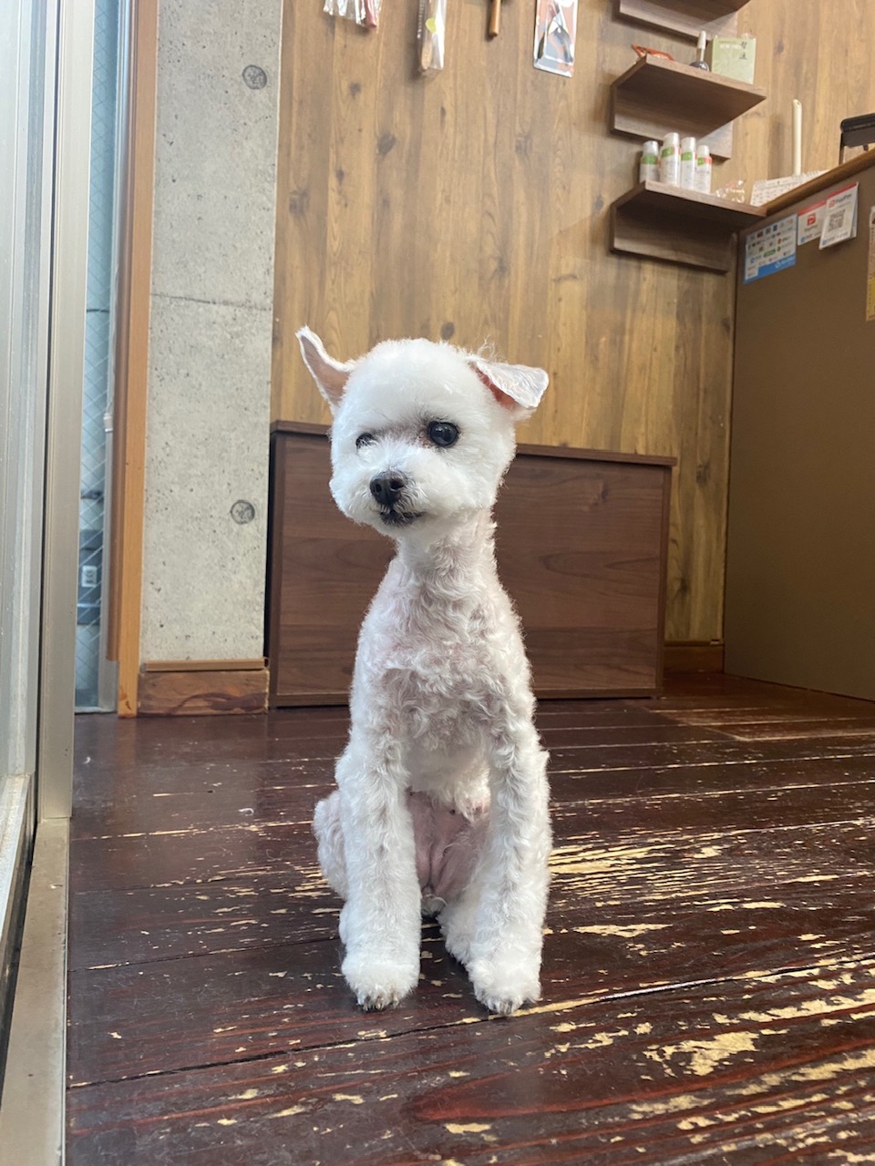 ましゅちゃん🐩