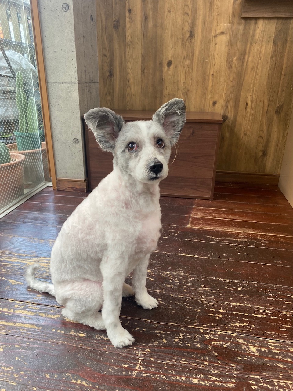 ドゥンバちゃん🐶