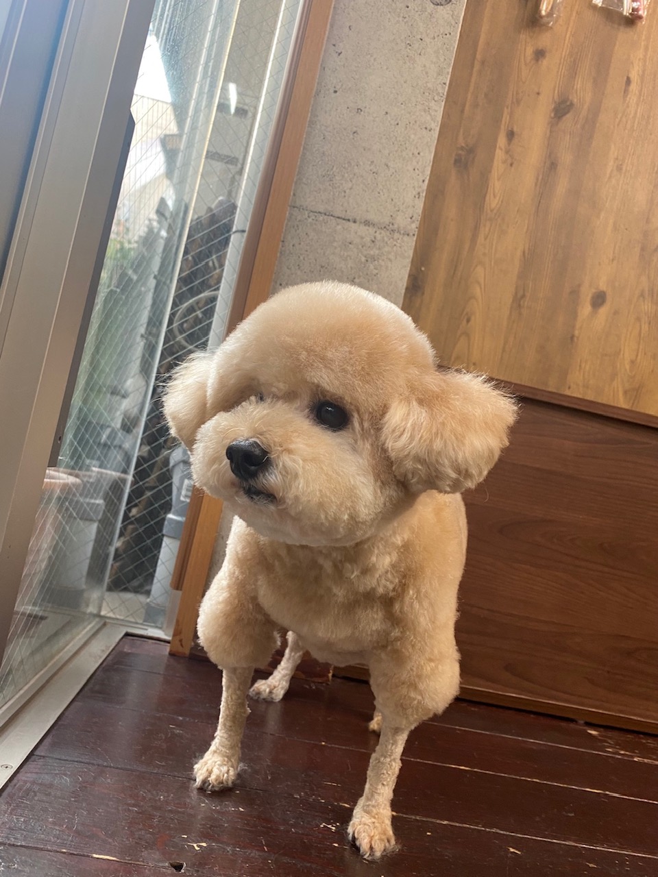 チップちゃん🐩