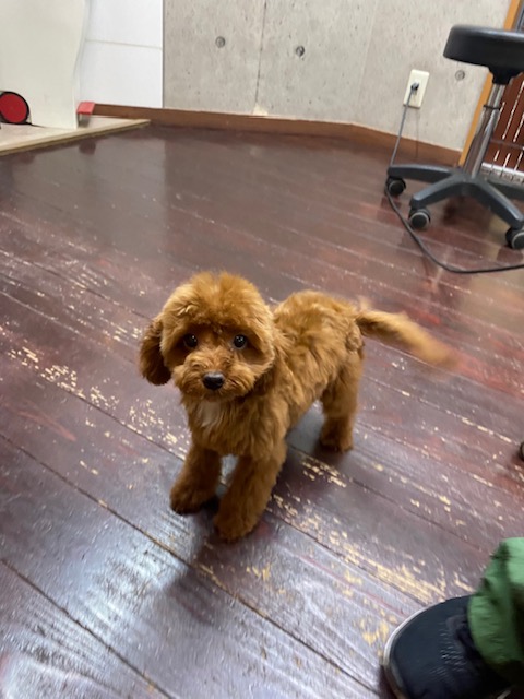 クララちゃん🐩