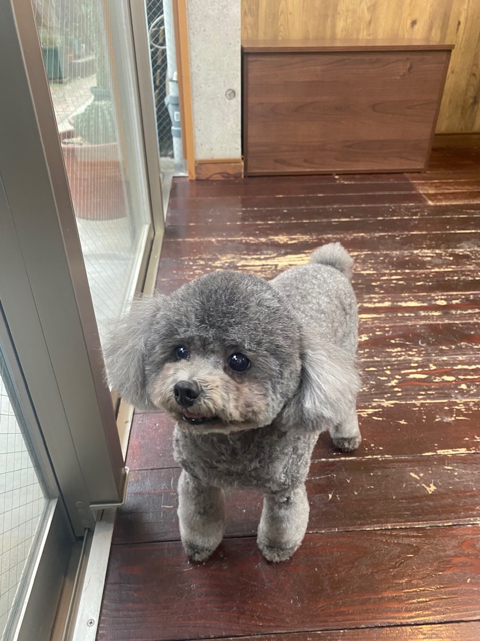 プリンちゃん🐩