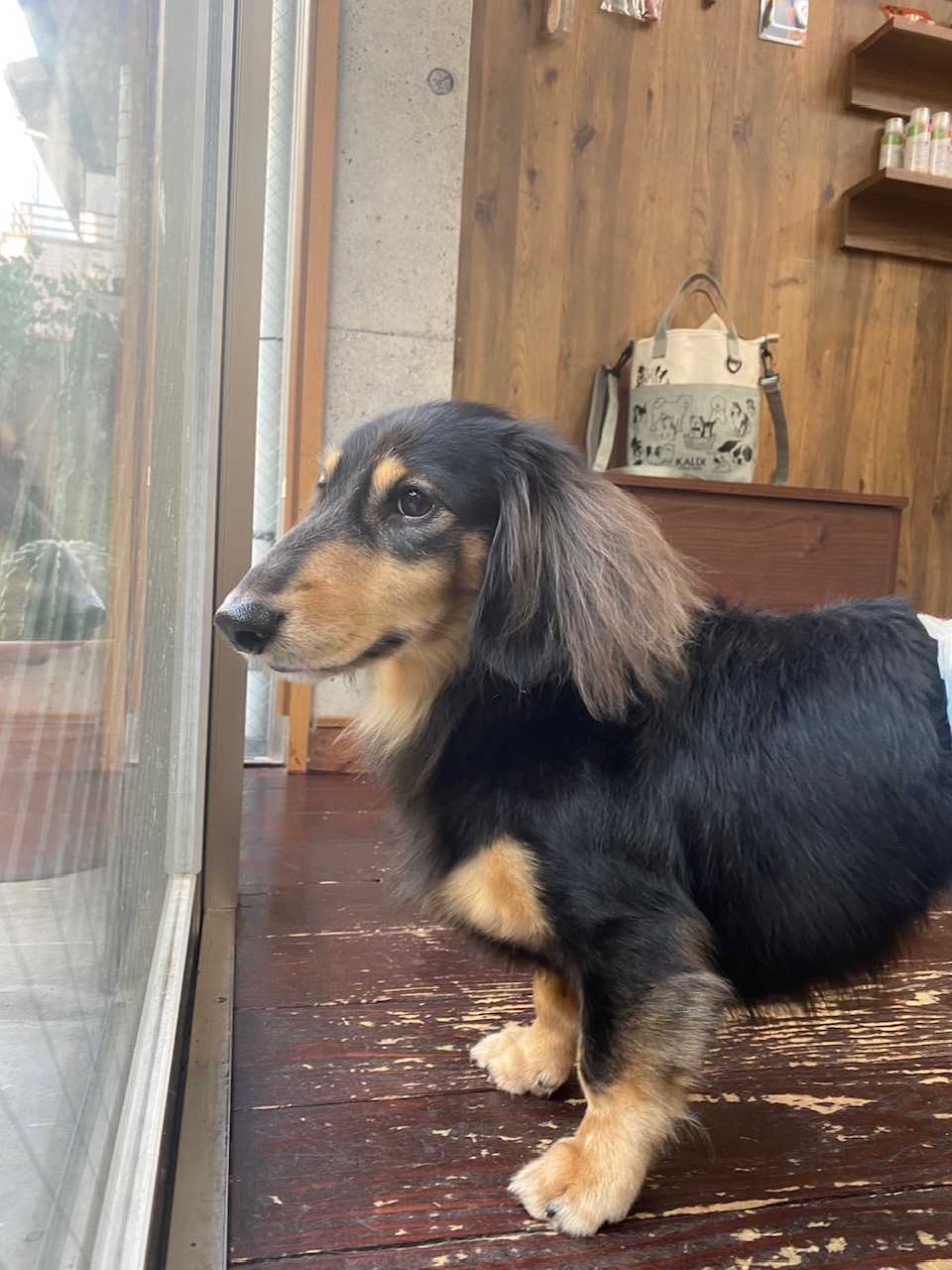 ホーリーちゃん🐶