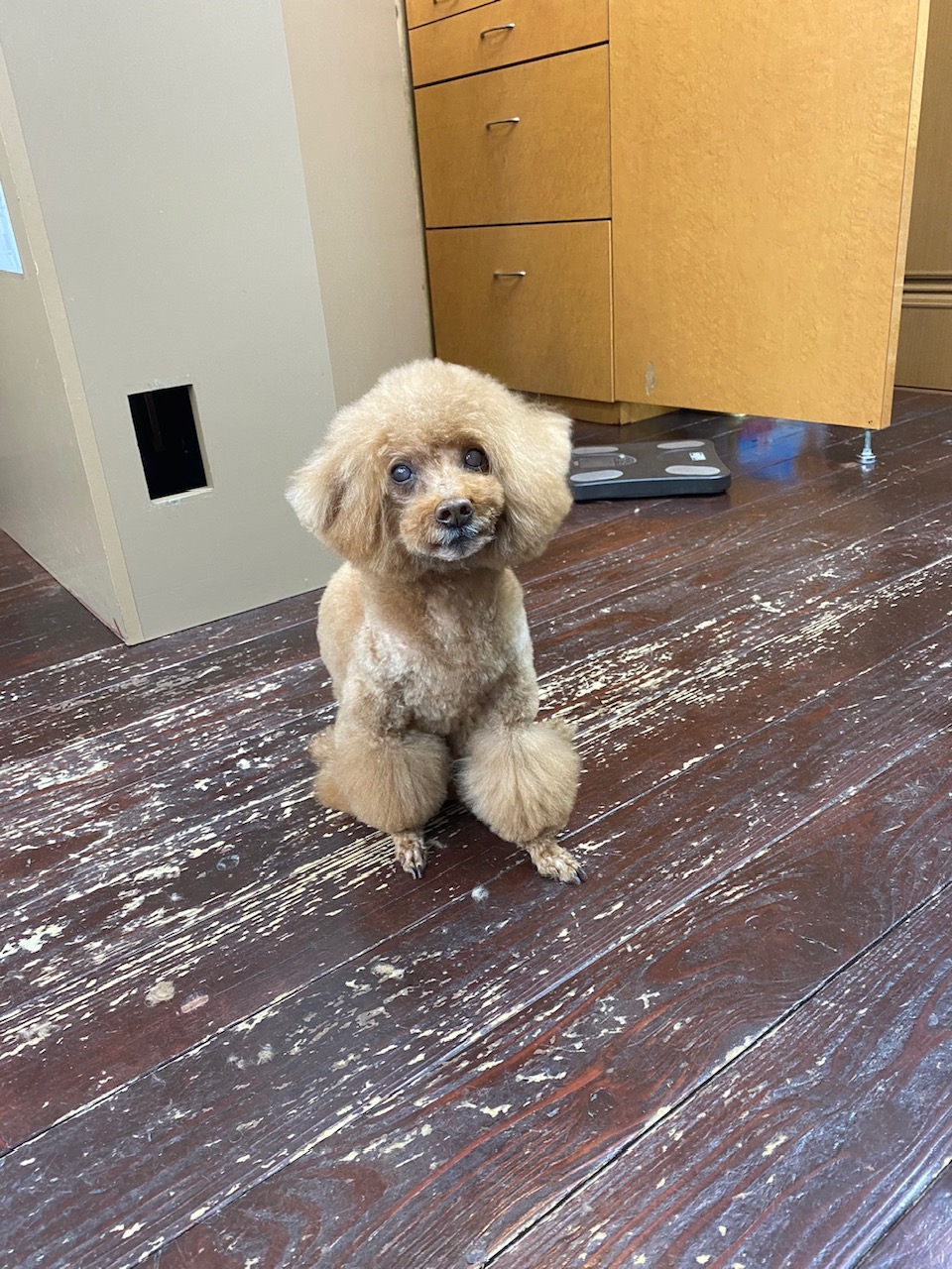 ここあちゃん🐩