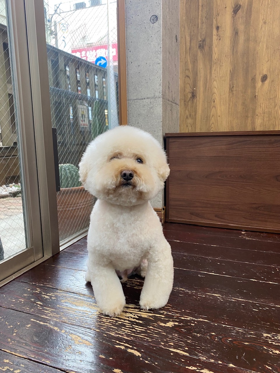 龍(りょう)ちゃん🐩