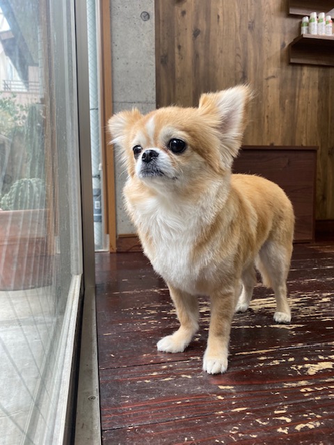 アニーちゃん🐶