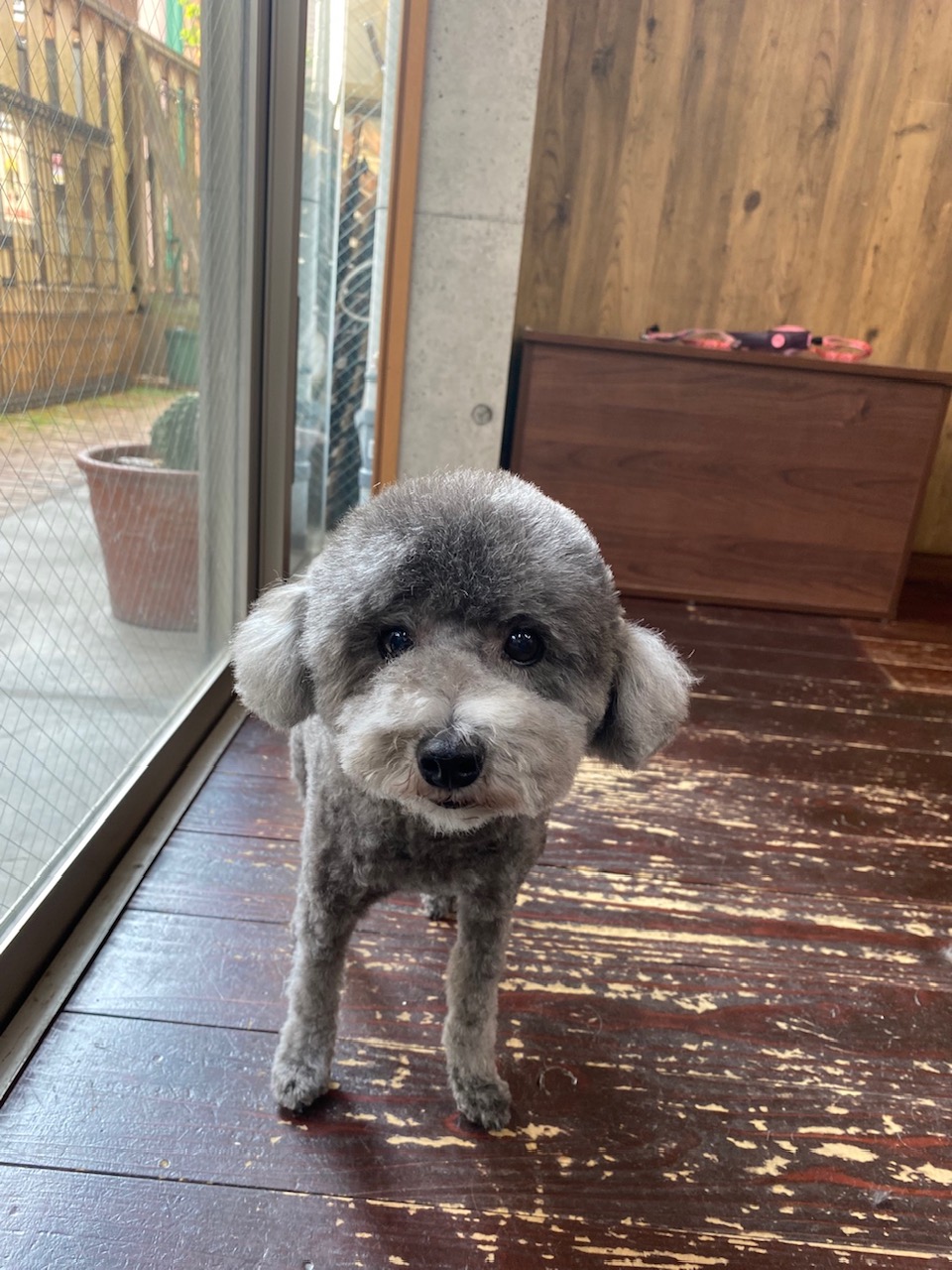 オハナちゃん🐩